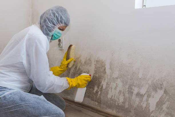 Mold Odor Removal Services in Spencer, OK